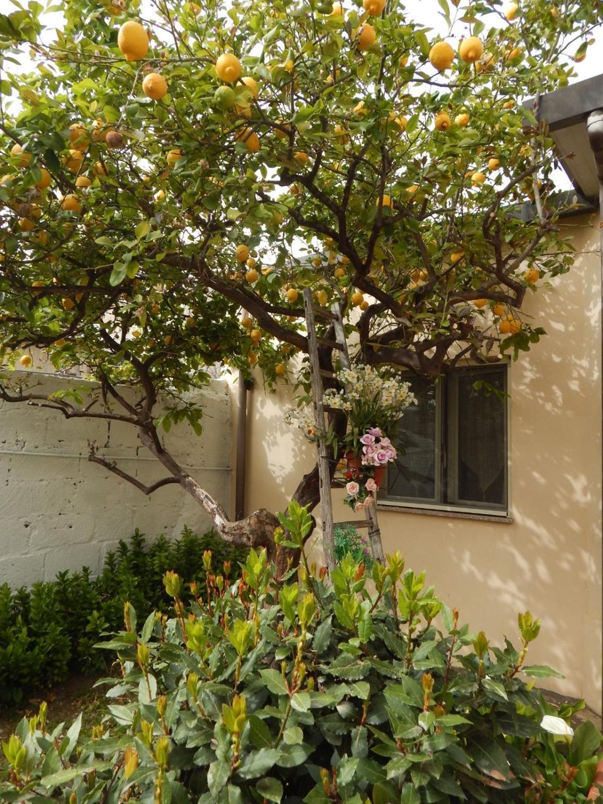 Nel Giardino Di Nunziatina Apartment Syracuse Ngoại thất bức ảnh